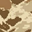Desert Tiger Stripe